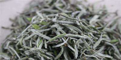茶葉上的茸毛是什么？茶葉加工設(shè)備告訴你